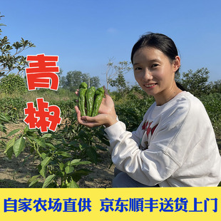 京东顺丰包邮农家自种新鲜现摘皱皮虎皮青椒春椒薄皮土大辣椒微辣