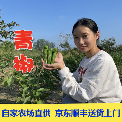 农场新鲜现摘微辣薄皮青椒