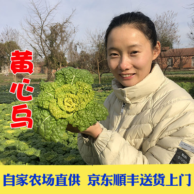 京东顺丰包邮霜冻黄心菜软糯清甜