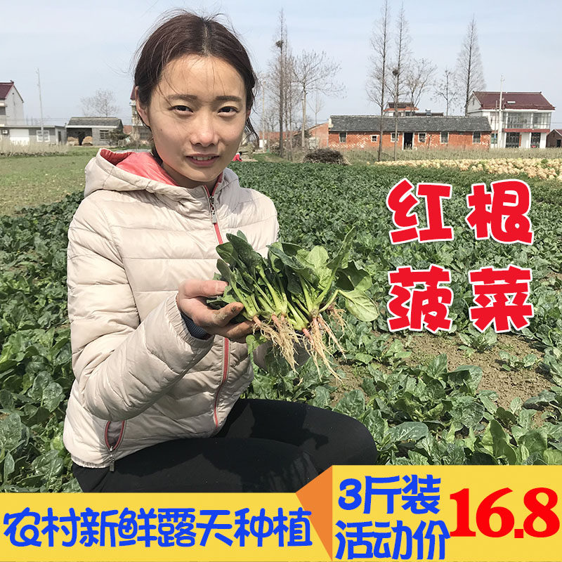 苏北农村露天新鲜农家小菠菜本地菠菜矮脚小叶汤菠菜红根菠菜3斤在类目 水产肉类/新鲜蔬果/熟食, 新鲜蔬菜/蔬菜制品, 净菜中 - 来自Buy2taobao.com提供专业的淘宝代购服务