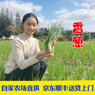 京东顺丰包邮新鲜现挖小香葱红葱头香葱小葱带泥调料青葱晓玲农场