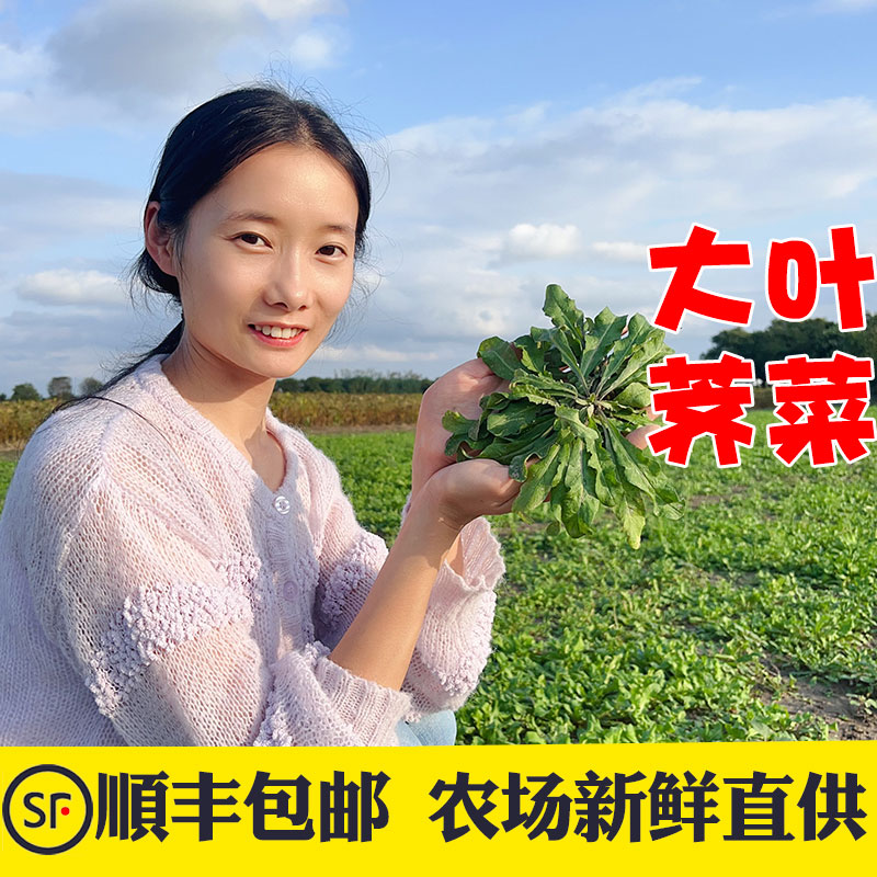 晓玲农场新鲜现挖地菜野菜荠荠菜
