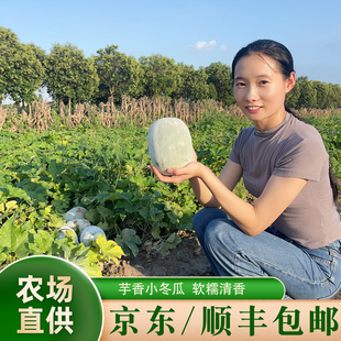 京东顺丰包邮新鲜现摘芋香粉皮水果小冬瓜迷你小节瓜鲜嫩爽口时令