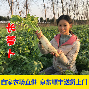 京东顺丰包邮现挖新鲜大白萝卜长萝卜水萝卜烧汤用萝卜可做萝卜干