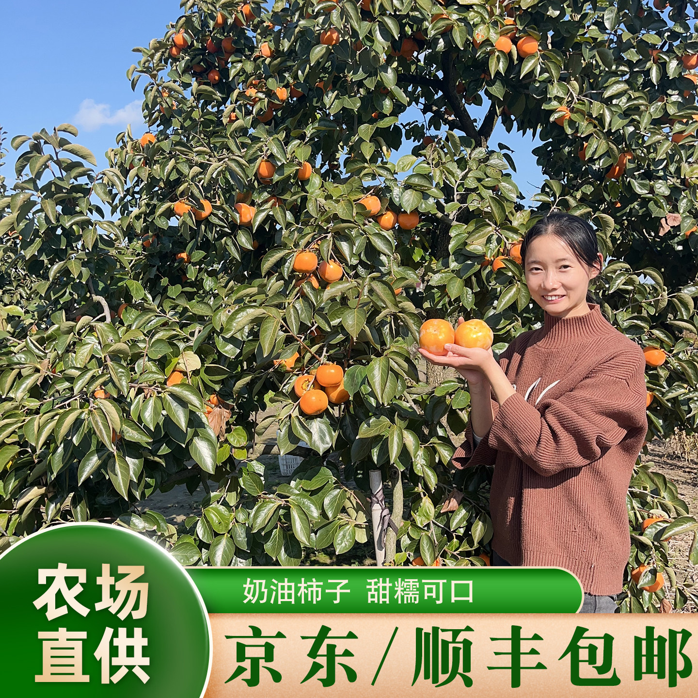 京东顺丰包邮现摘江苏新鲜软柿子小甜柿子奶油蜜柿老品种柿子5斤