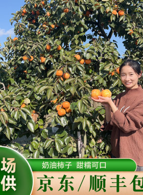 新鲜现摘老品种柿子甜糯多汁