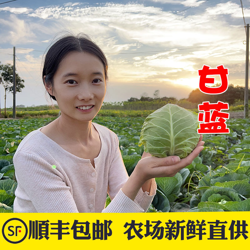 顺丰包邮新鲜现摘结球甘蓝卷心菜小圆包菜绿甘蓝新鲜时令蔬菜