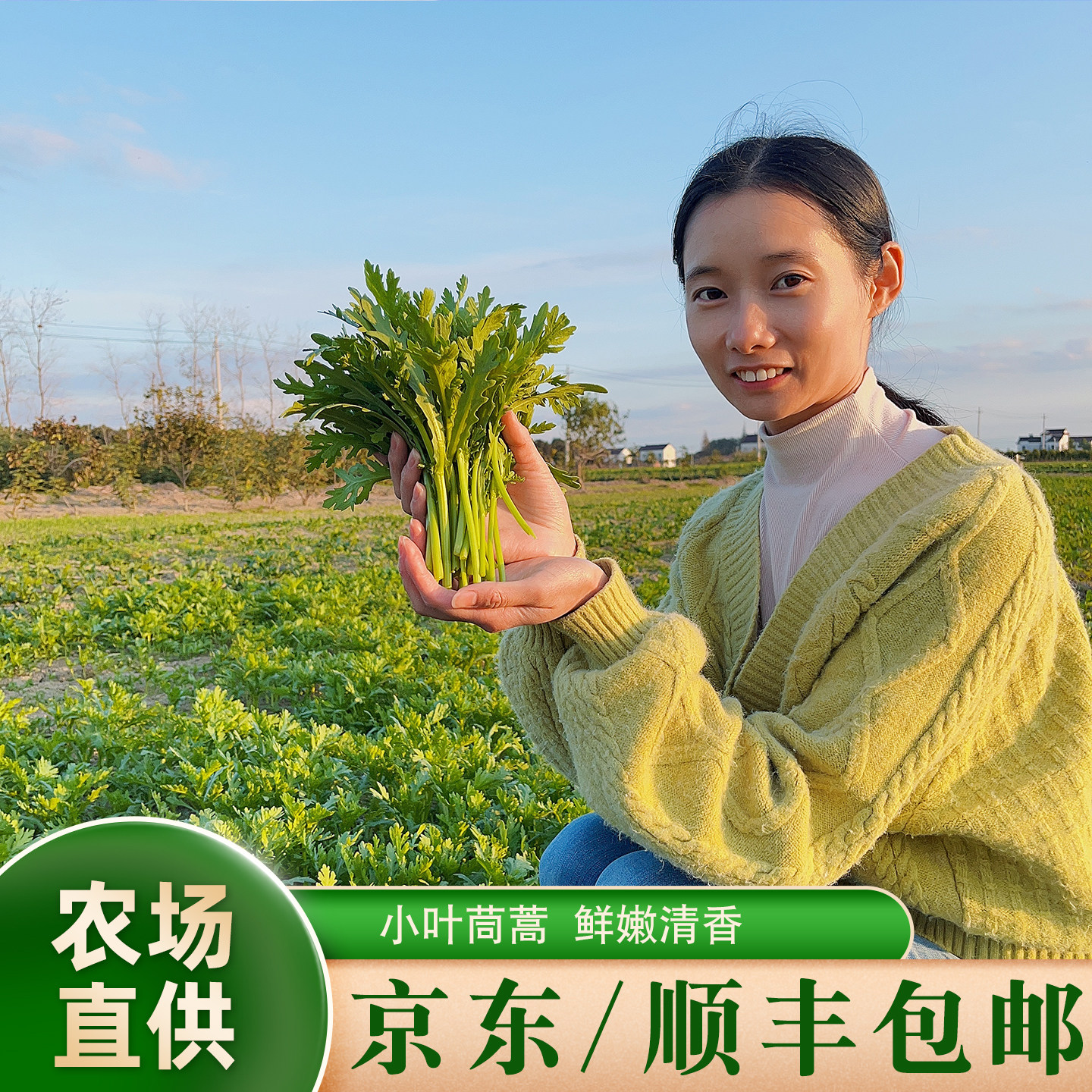 京东顺丰包邮晓玲农场新鲜现摘头茬小叶光杆茼蒿火锅食材皇帝菜