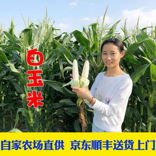 京东顺丰包邮苏北露天新鲜现摘带皮白糯玉米黏玉米粘包谷甜玉米棒