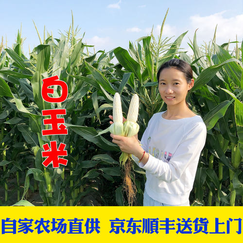 软糯香甜新鲜现摘白玉米