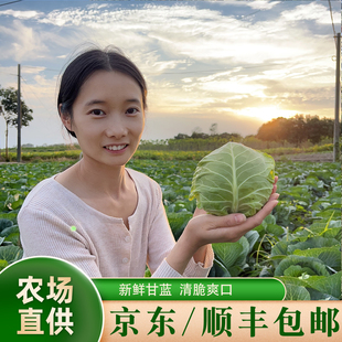 京东顺丰包邮新鲜现摘结球甘蓝卷心菜小圆包菜绿甘蓝新鲜时令蔬菜