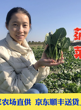 京东顺丰包邮新鲜霜冻农家小菠菜本地菠菜矮脚小叶汤菠菜红根菠菜