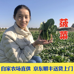 京东顺丰包邮新鲜霜冻农家小菠菜本地菠菜矮脚小叶汤菠菜红根菠菜
