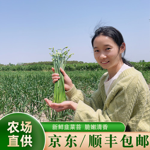 晓玲农场新鲜现摘韭菜苔