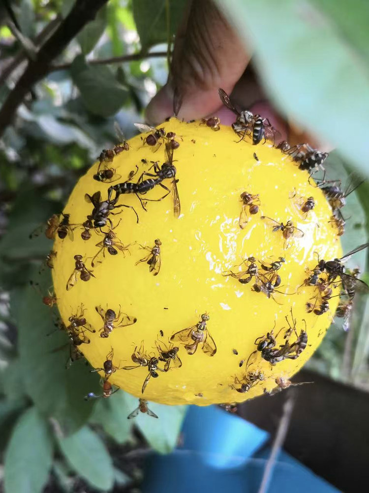 粘虫球丝瓜果实蝇贴诱蝇球针蜂马蜂色引诱剂果蝇诱捕器双面黄板纸