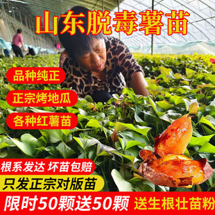 山东正宗红薯苗地瓜苗蜜薯苗烟薯25西瓜红哈密榴莲蜜薯苗红薯苗秧
