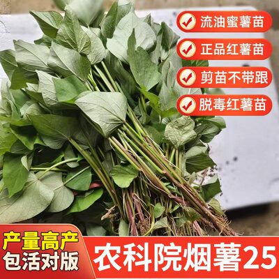 山东红薯苗正宗烟薯25哈密苗板栗薯榴莲蜜薯苗西瓜红高产红薯苗秧