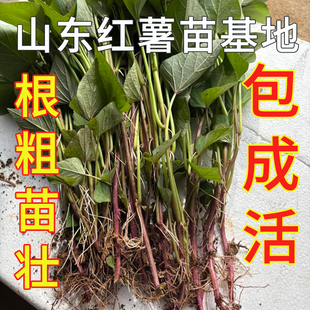 山东正宗烟薯25号苗哈密西瓜红苗榴莲蜜薯苗地瓜苗红薯苗秧子批发