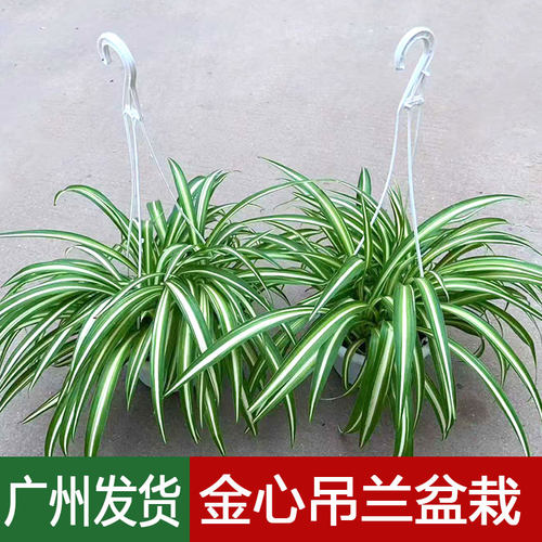 金心吊兰盆栽金边青叶植物苗
