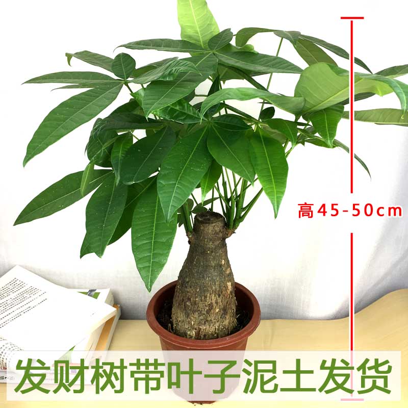 绿植大型桌面防辐射易养护发财树图片