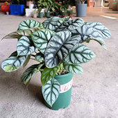 白色海芋犀牛盆栽龙鳞大叶进口网红新品 种室内桌面北欧风观叶植物