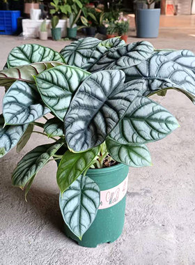 白色海芋犀牛盆栽龙鳞大叶进口网红新品种室内桌面北欧风观叶植物