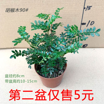 小胡椒木盆栽清香木桌面阳台庭院