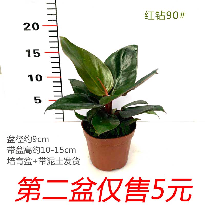 红钻盆栽大叶观叶蔓绿绒植物室内办公书房桌面易养护花卉落地居家
