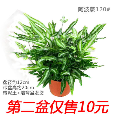 阿波银线蕨耐阴好养护观叶植物