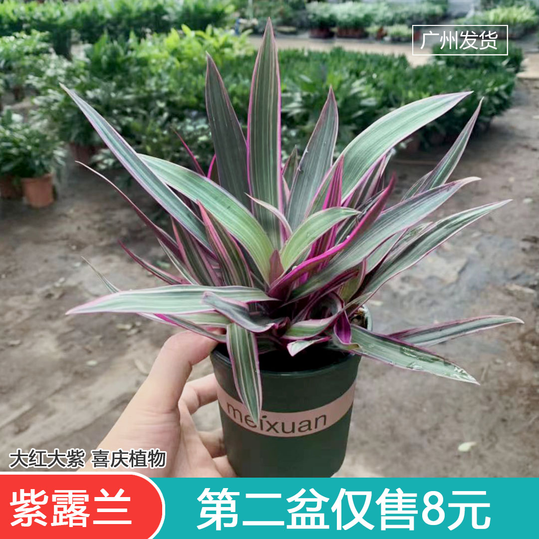 吊兰好养护办公阳台庭院耐晒盆栽