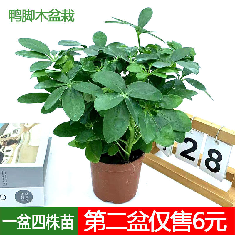 鸭脚木八方来四季常青绿植七叶莲