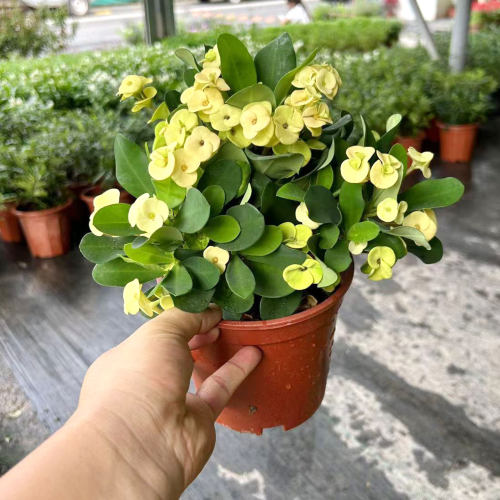 耐寒大盆栽铁海棠庭院喜阳虎刺梅
