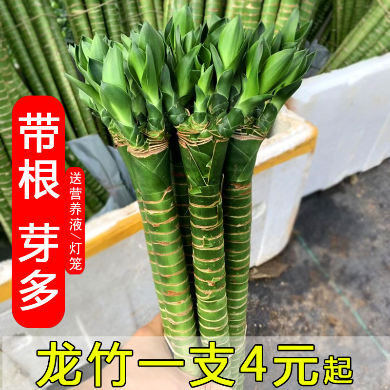 龙竹植物水养大颗富贵转运观音竹水培室内办公客厅吸甲醛四季常青