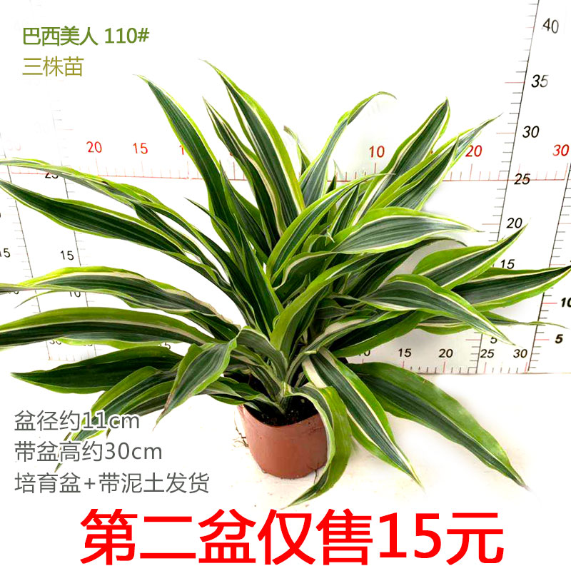 巴西金边室内外阳台净化美人铁