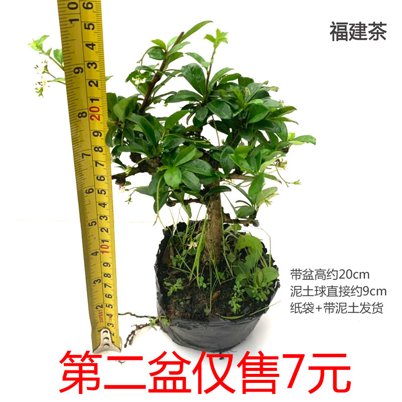 观叶造型开花结果室外庭院福建茶