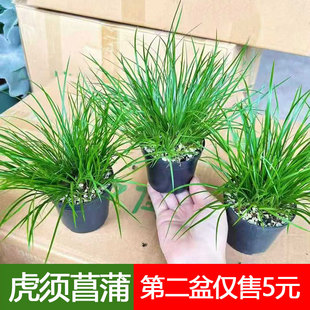 虎须菖蒲盆栽苗室内外办公盆景草本小植物易养护水池景观山水盆景