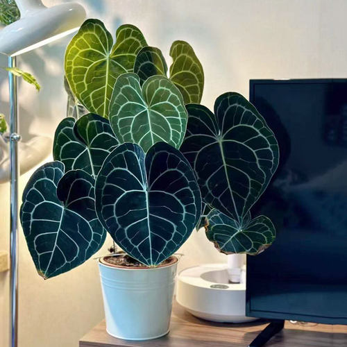 克莱恩花烛盆栽进口心型水晶密纹室内办公客厅热带网红好养护植物