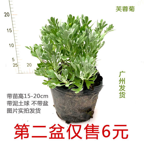 广州芙蓉菊四季常青室外阳台植物