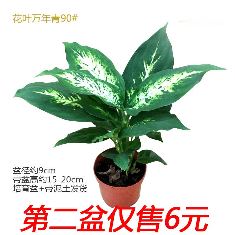 客厅万年青多少钱 客厅万年青优惠券免费领取 有条鱼