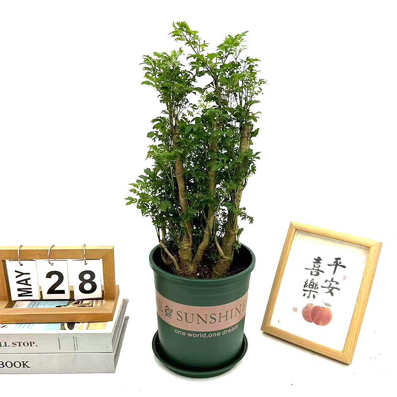 羽叶福禄桐盆栽植物花卉细叶森桩室内办公室桌面客厅净化空气美观