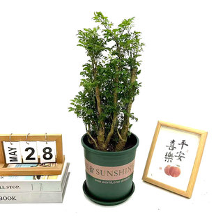 羽叶福禄桐盆栽植物花卉细叶森桩室内办公室桌面客厅净化空气美观