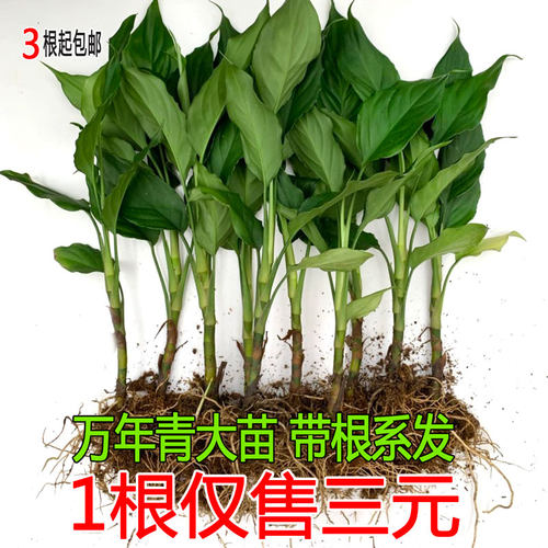 万年青盆栽客厅植物观叶银皇后花粉黛室内四季常青水土养净化空气 - 封面
