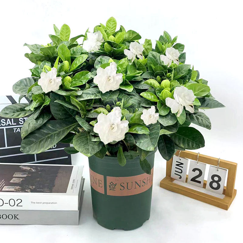 大栀子花盆栽苗枝枝花老树桩带花苞室内外客厅阳台四季开花浓香型