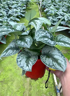 大小叶银斑葛垂钓盆栽苗雪花葛绿萝室内办公客厅观叶植物净化空气