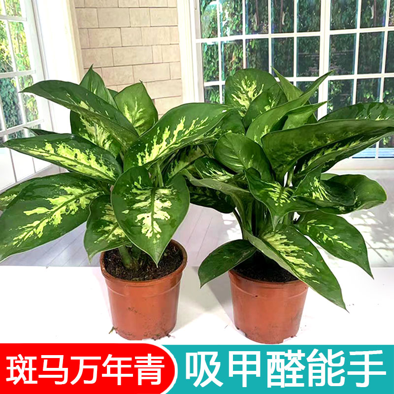 花叶斑马万年青盆栽植物室内客厅