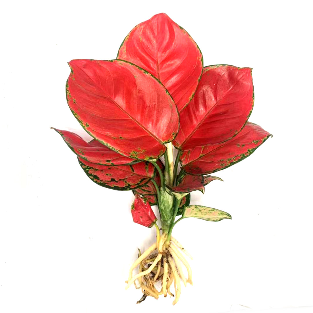 如意皇后耐旱易养护小盆栽