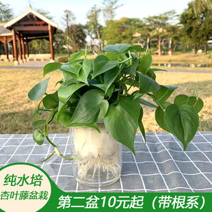 杏叶藤盆栽青叶心叶藤苗垂吊植物室内办公书房四季常青易养护绿植