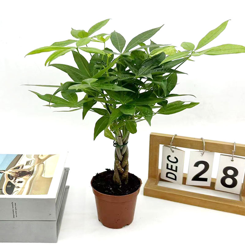 五编辫子客厅观叶植物耐旱发财树