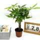 五编发财树盆栽苗辫子桩室内客厅桌面观叶植物净化空气易养护耐旱