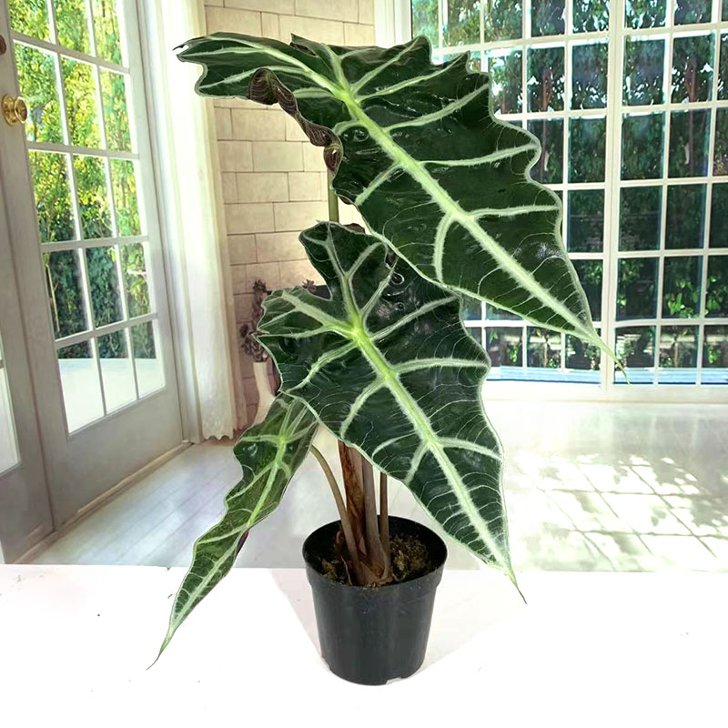 大仙女海芋盆栽热带网红桌面